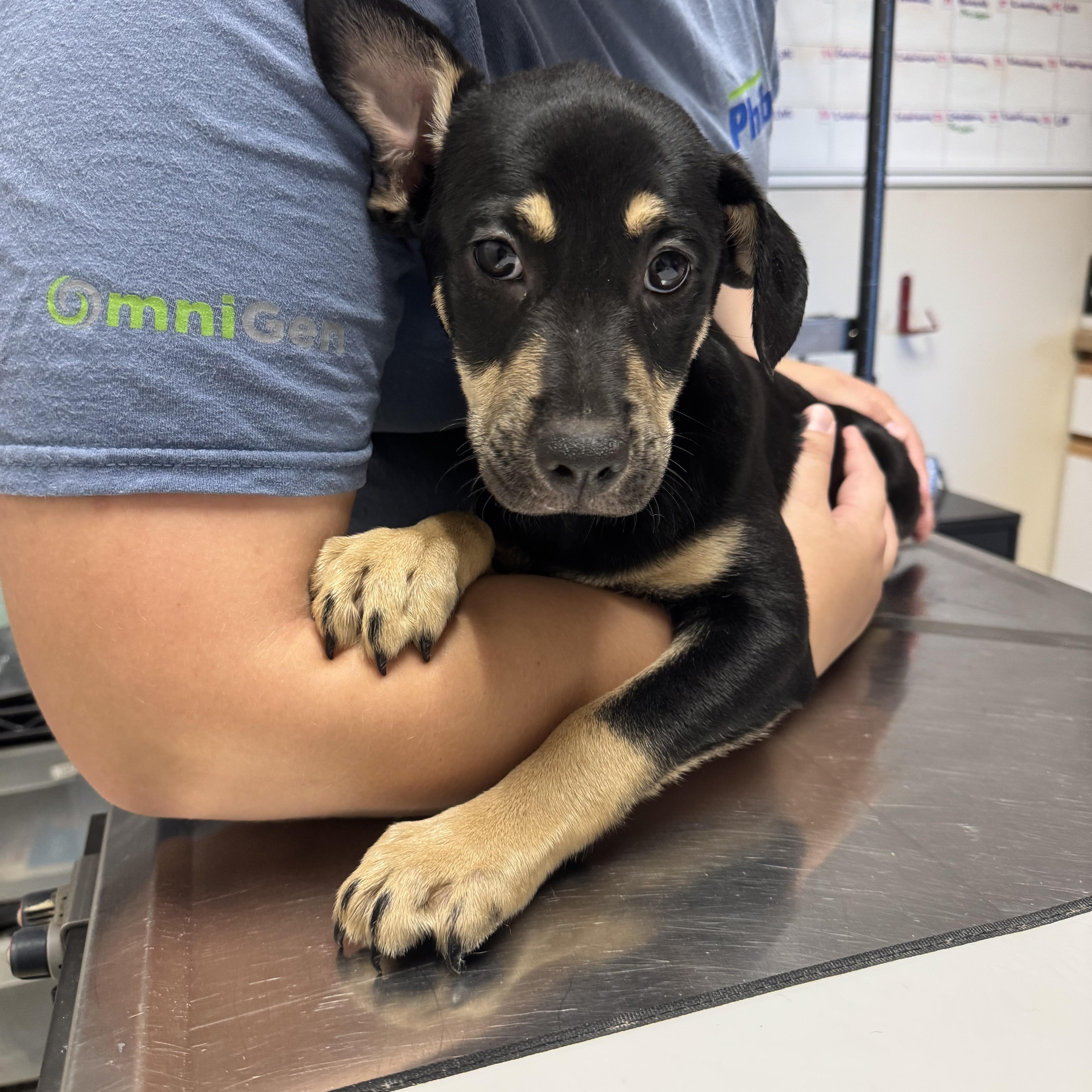 A baby medium-sized female Bicolor Labrador Retriever dog named Willow for adoption in Dodgeville, WI