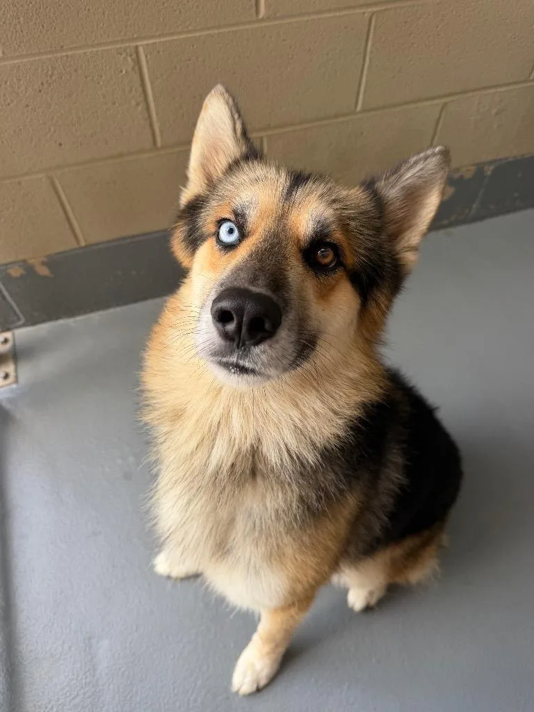 An adult medium-sized male German Shepherd Dog dog named Colt for adoption in Johnson City, TN