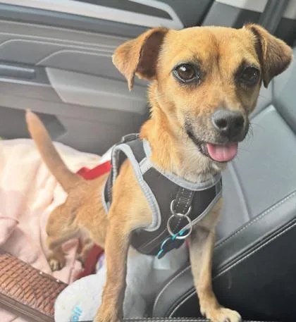 An adult small-sized female Chihuahua dog named Raya for adoption in Lawrenceville, GA