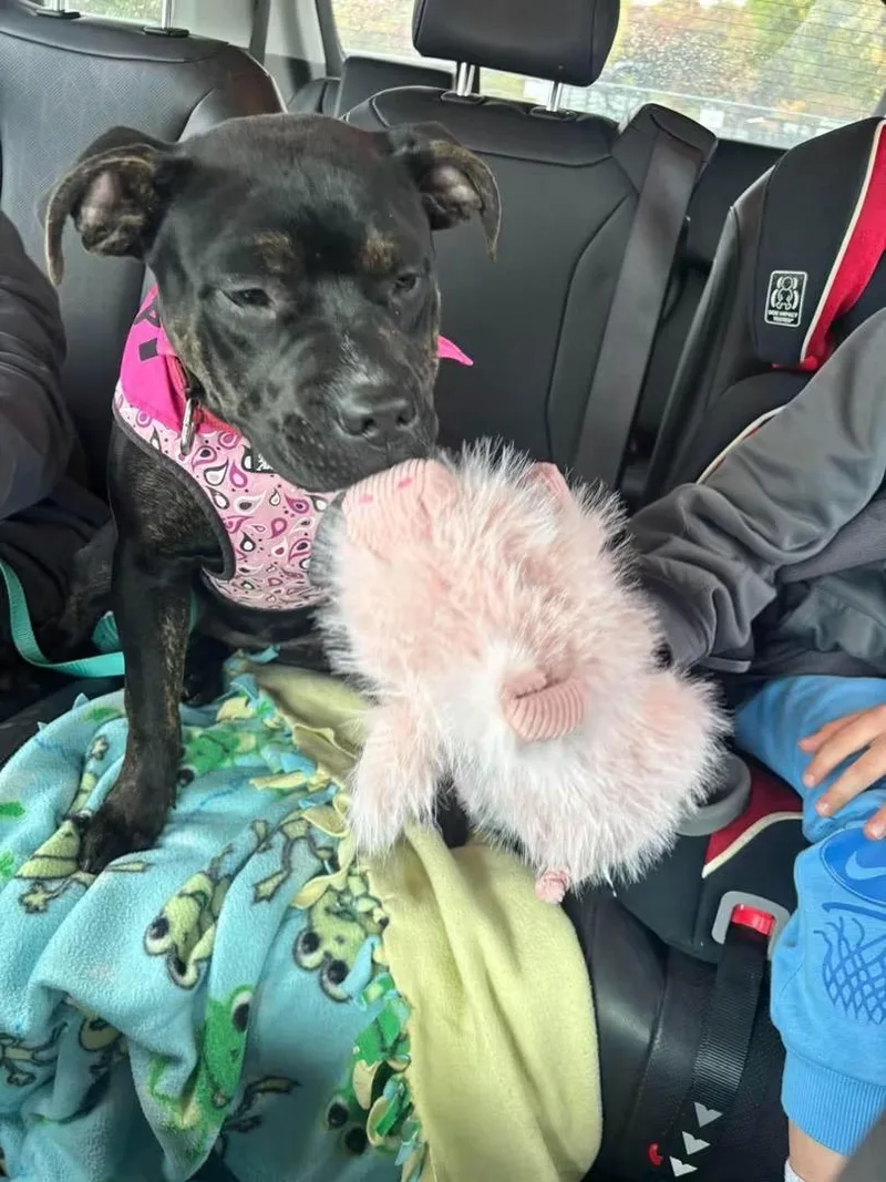 A young medium-sized female Pit Bull Terrier dog named Alani for adoption in Howes Cave, NY