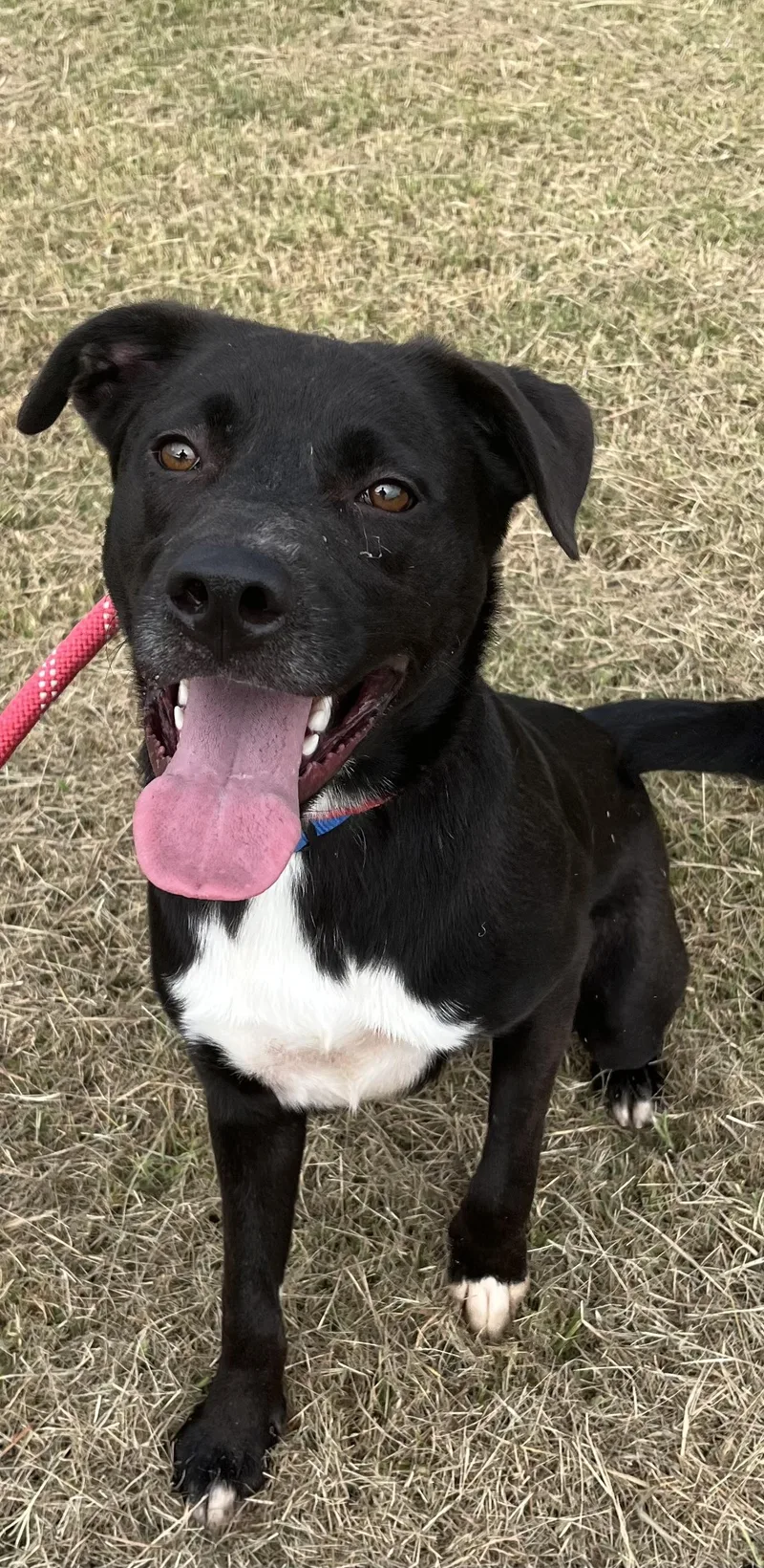 An adult medium-sized male Black Labrador Retriever dog named Everett for adoption in Centerton, AR