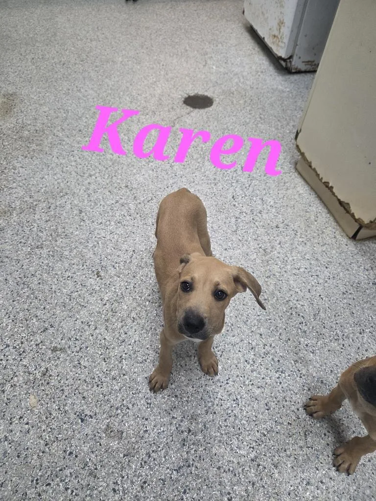 A baby medium-sized female Hound dog named Karen for adoption in Livingston, LA