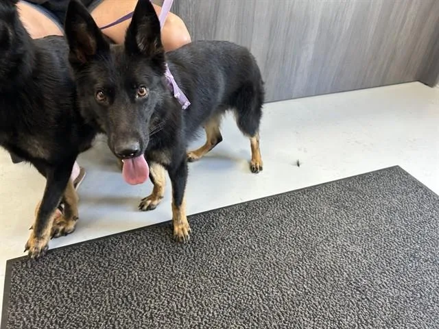 A young medium-sized female German Shepherd Dog dog named Freya for adoption in Ocala, FL