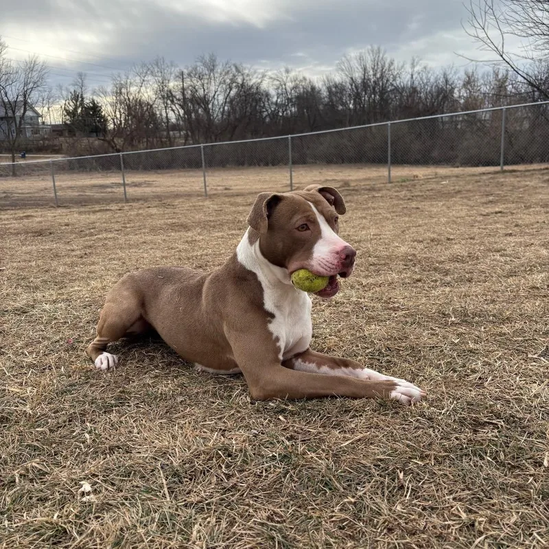 An adult medium-sized female Yellow / Tan / Blond / Fawn Pit Bull Terrier dog named Aubrey for adoption in Marshalltown, IA
