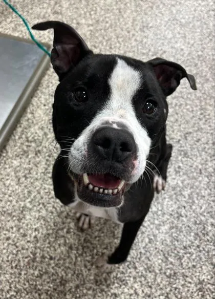 An adult large-sized male Pit Bull Terrier dog named Valor for adoption in Westland, MI