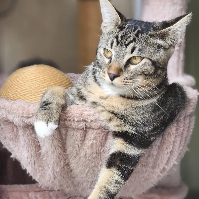 An adult small-sized male Brown / Chocolate Domestic Short Hair cat named Loki for adoption in Los Angeles, CA