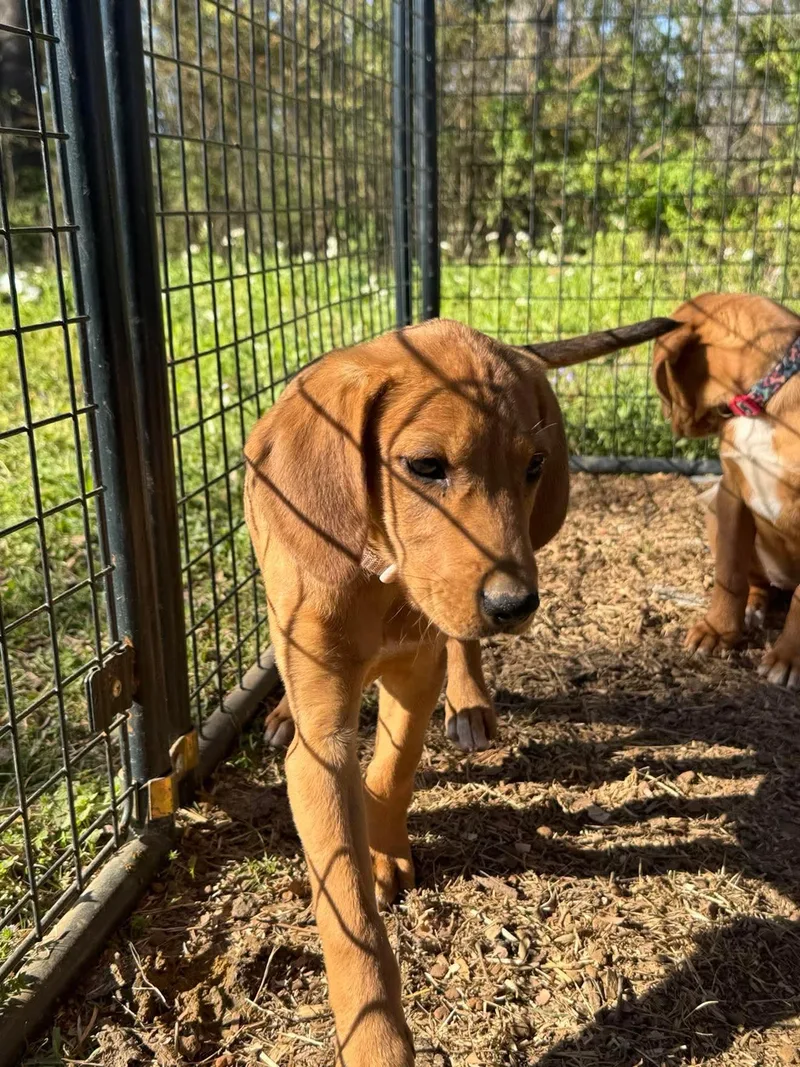 A baby medium-sized female Hound dog named Rose Jm In Ri for adoption in Warwick, RI