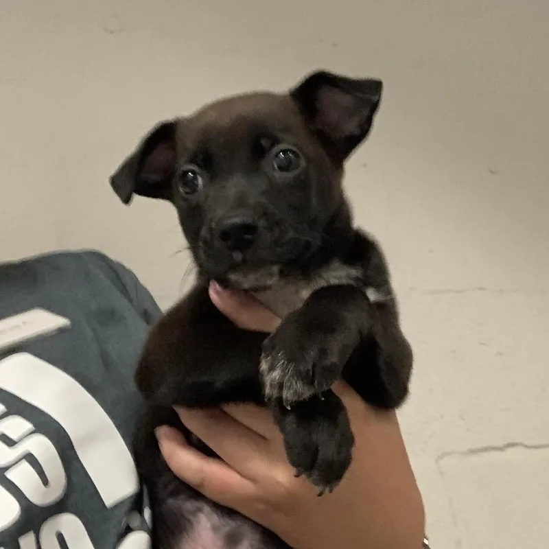 A baby small-sized male Terrier dog named Quinn Barkers for adoption in Austin, TX