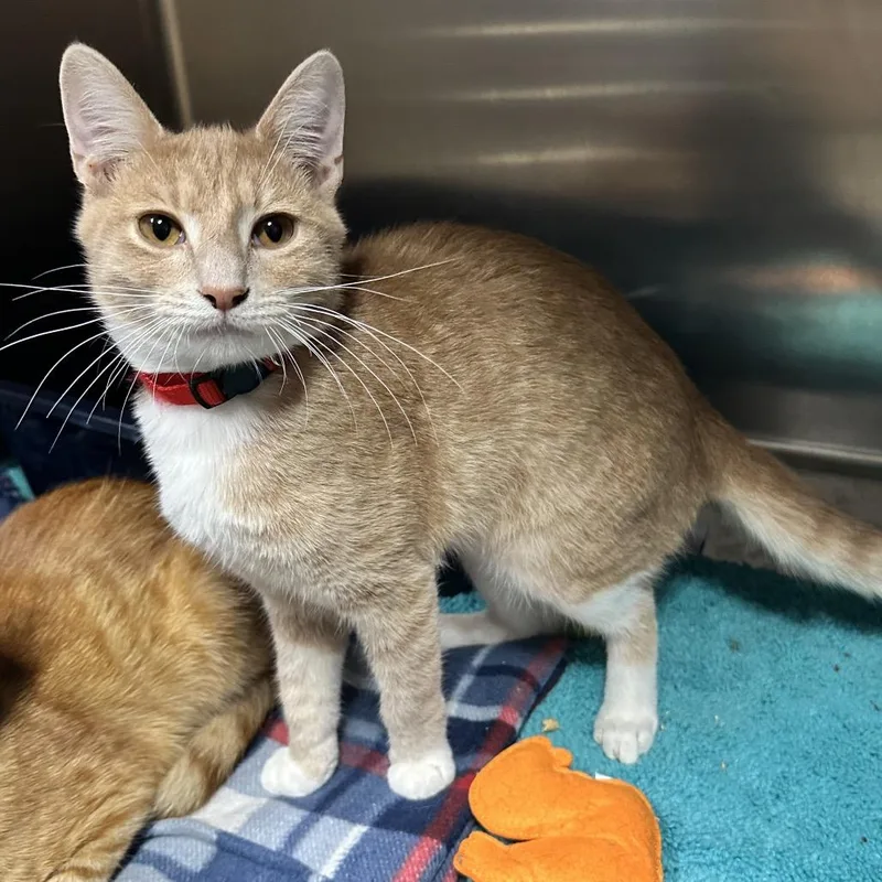A young medium-sized male Domestic Short Hair cat named Kingfisher C for adoption in Union, MO
