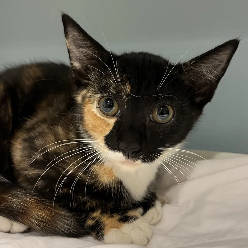 A baby small-sized female Tortoiseshell Domestic Short Hair cat named Paige for adoption in Chattanooga, TN