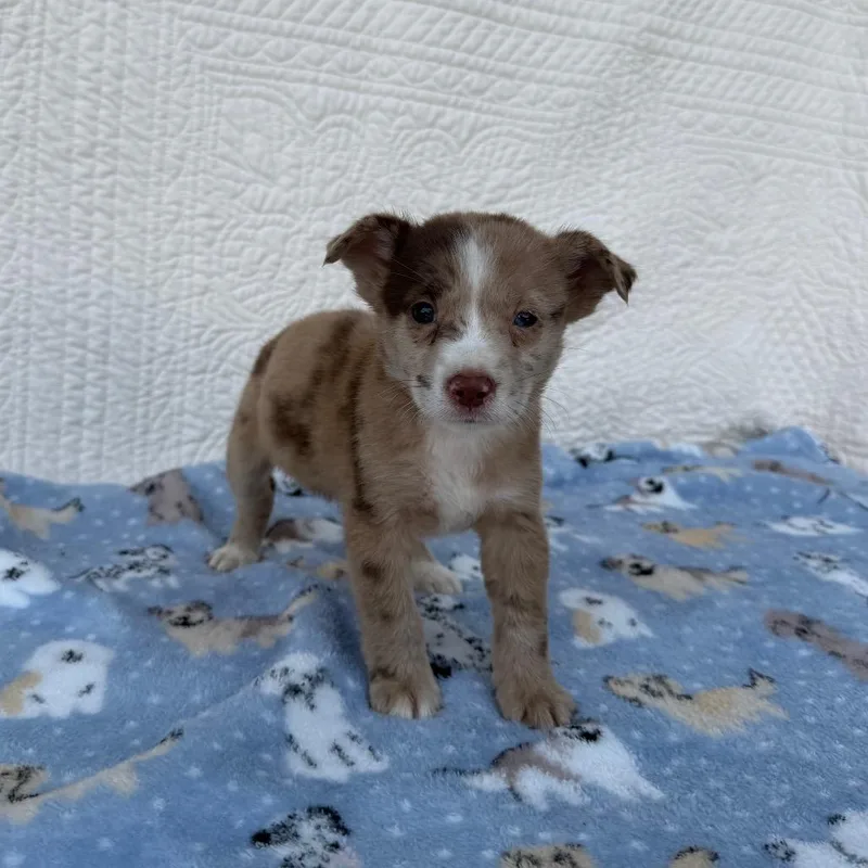 A baby small-sized female Terrier dog named Birthday Present for adoption in Carencro, LA