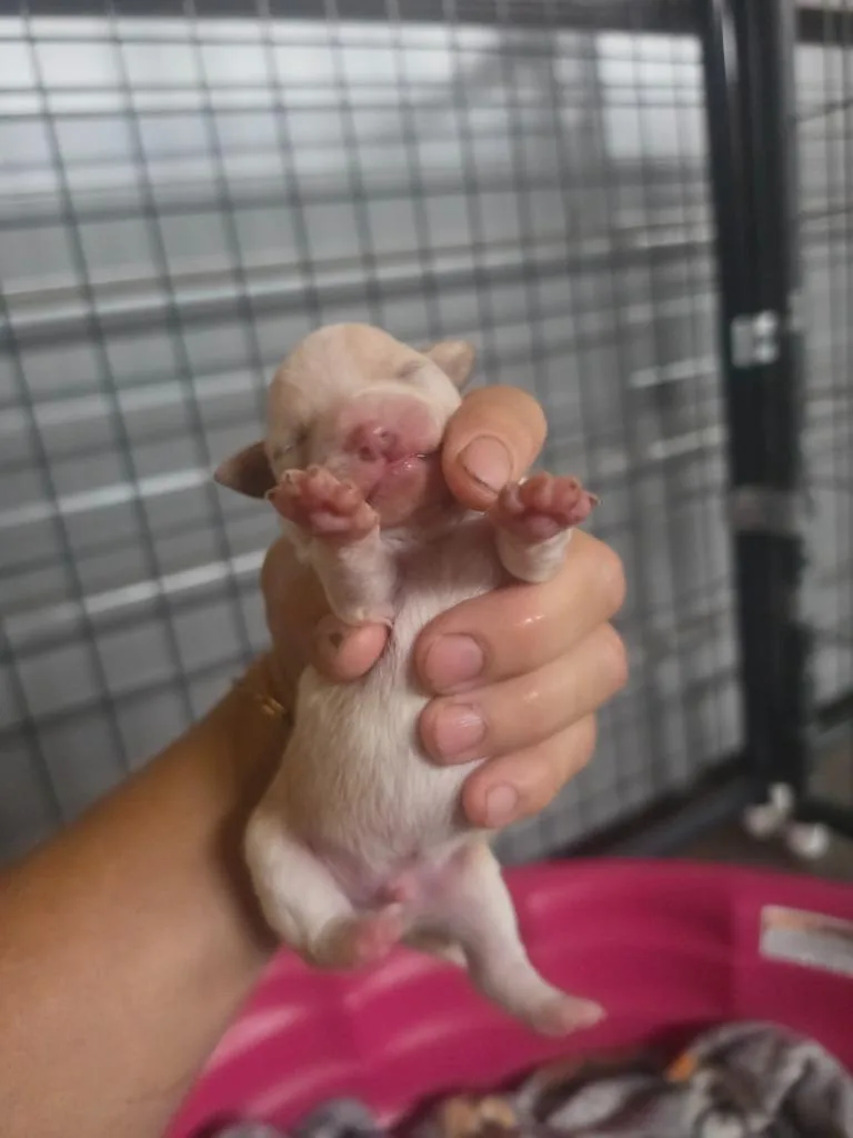 A baby small-sized male Chihuahua dog named Parsley for adoption in Waynesville, GA