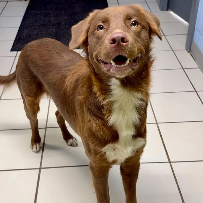 A young medium-sized male Brown / Chocolate Mixed Breed dog named Coco for adoption in Washington Township, OH