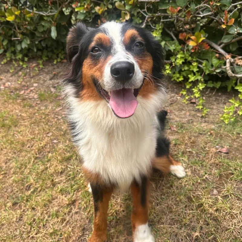 A young medium-sized male Australian Shepherd dog named Auzzie for adoption in Newport Beach, CA