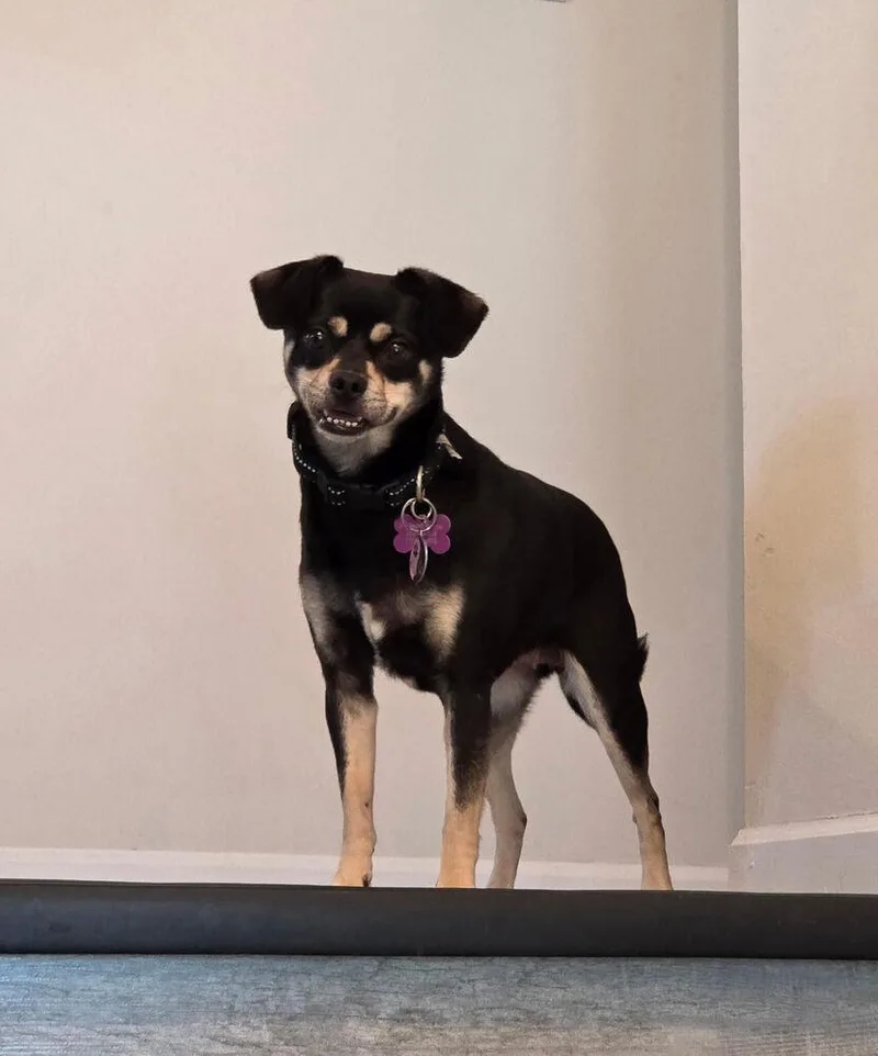 An adult small-sized female Tricolor (Brown, Black, & White) Chihuahua dog named Berry for adoption in Anoka, MN