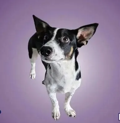 A young small-sized male Rat Terrier dog named Ryder for adoption in Boulder, CO