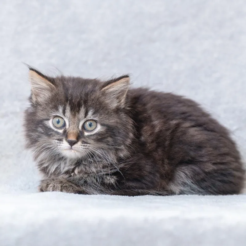A baby small-sized female Brown / Chocolate Domestic Long Hair cat named Erin for adoption in Sunnyvale, CA