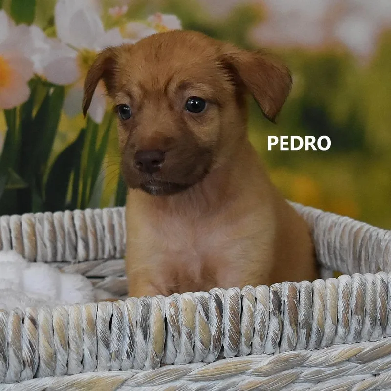 A baby medium-sized male Yellow / Tan / Blond / Fawn Mixed Breed dog named Pedro for adoption in Tempe, AZ