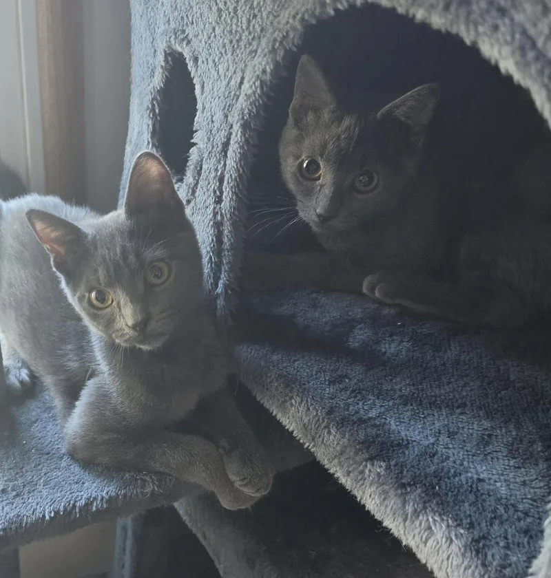A baby medium-sized female Gray / Blue / Silver Domestic Short Hair cat named Stormy for adoption in York, PA