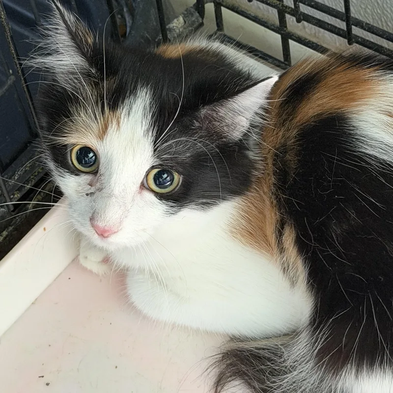 A baby medium-sized female Domestic Short Hair cat named Eve for adoption in Deming, NM