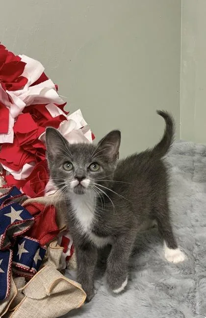 A baby medium-sized male Domestic Short Hair cat named Bruno for adoption in Picayune, MS