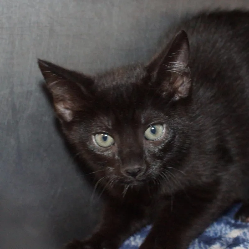 A baby small-sized male Black Domestic Short Hair cat named Stephen for adoption in West Palm Beach, FL
