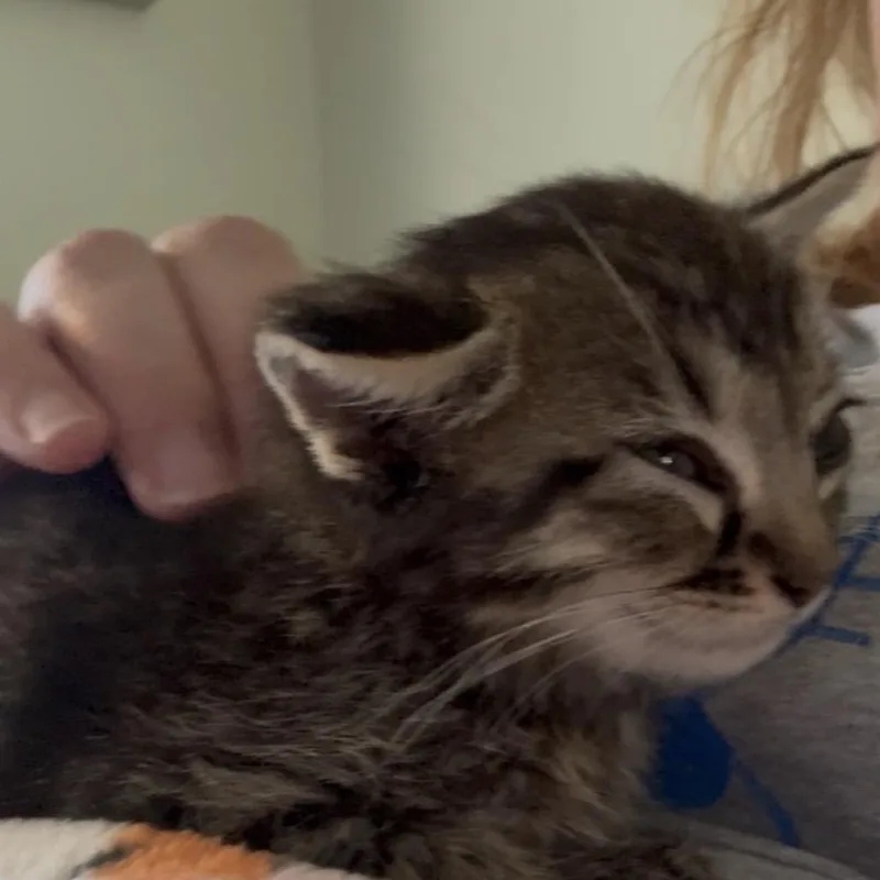 A baby small-sized male Brown / Chocolate Domestic Medium Hair cat named Navy Bean A for adoption in SANTA ROSA BEACH, FL