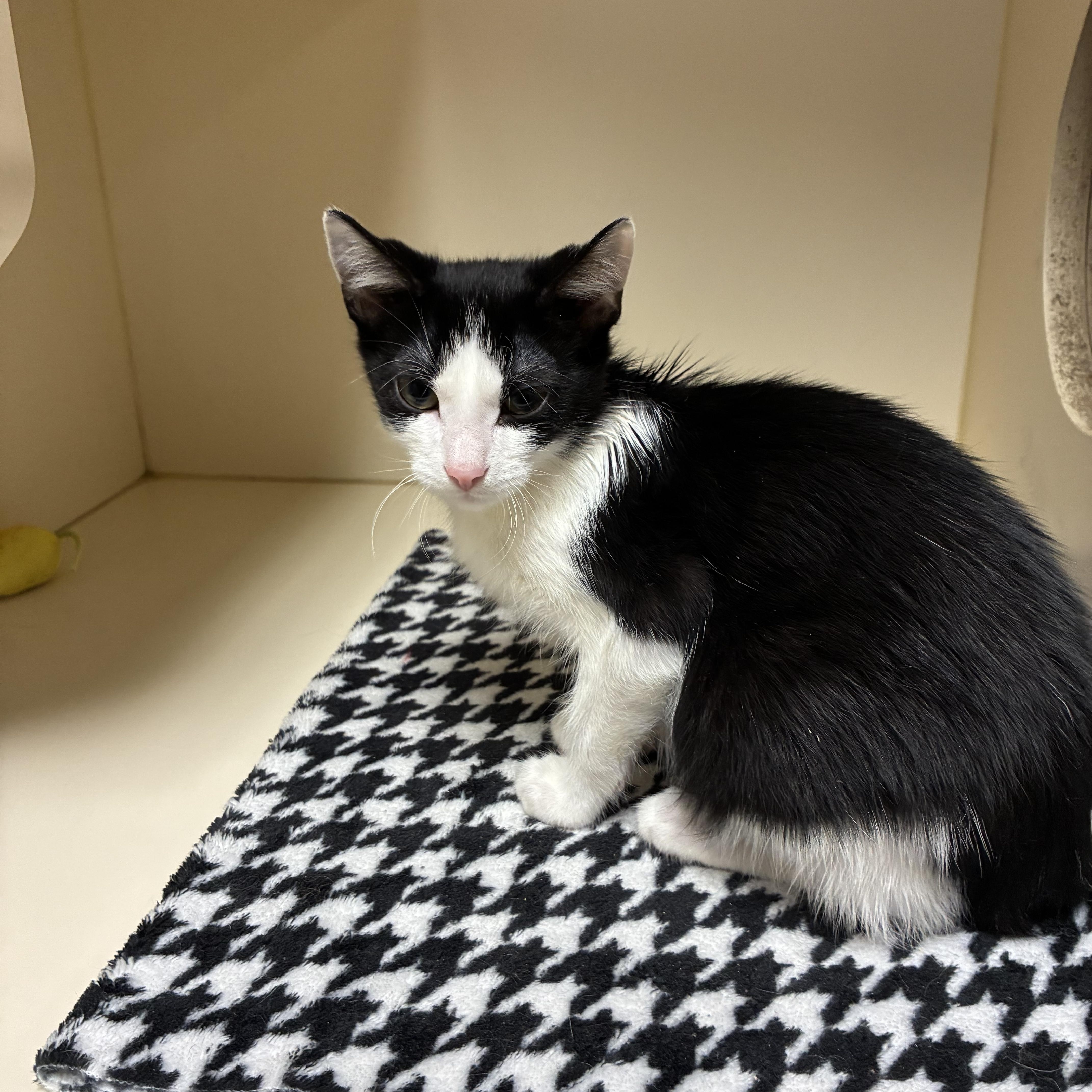 A baby small-sized male Black & White / Tuxedo Domestic Short Hair cat named Bandit for adoption in Elyria, OH