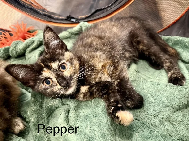 A baby small-sized female Dilute Tortoiseshell Domestic Medium Hair cat named Pepper for adoption in Annapolis, MD