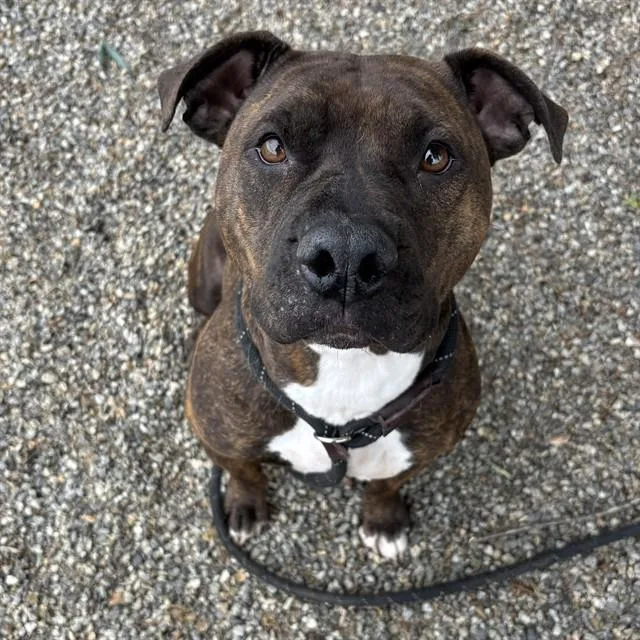 An adult large-sized female Pit Bull Terrier dog named Zoey for adoption in Lincolnton, NC