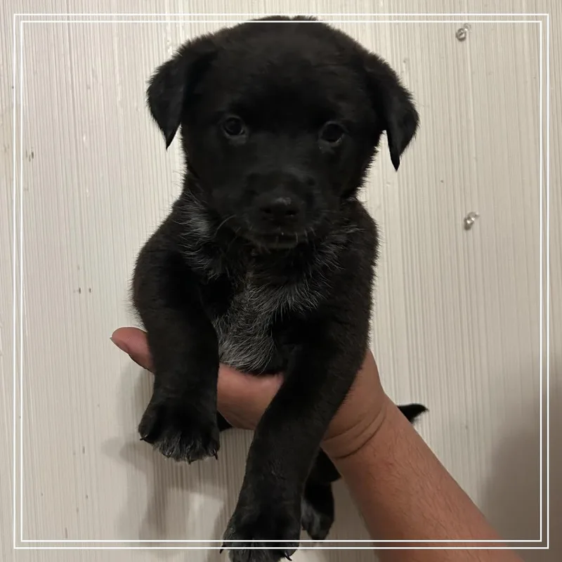 A baby small-sized male Black Labrador Retriever dog named FWT Dakota for adoption in Midland, TX