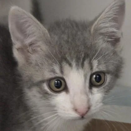 A baby small-sized female Domestic Short Hair cat named Stacy for adoption in Voorhees, NJ