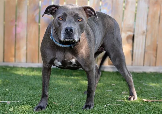 A young medium-sized female Pit Bull Terrier dog named Connie for adoption in West Valley City, UT