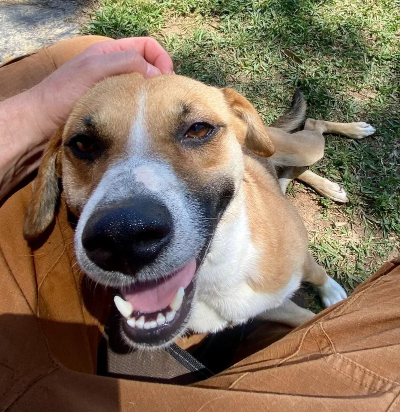 A young medium-sized male Hound dog named Littlefoot for adoption in Bryant, AR