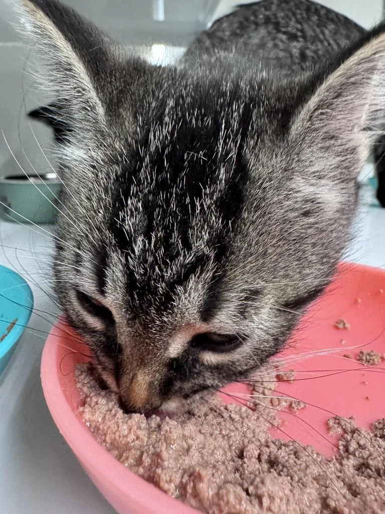 Hangry thumbnail 2