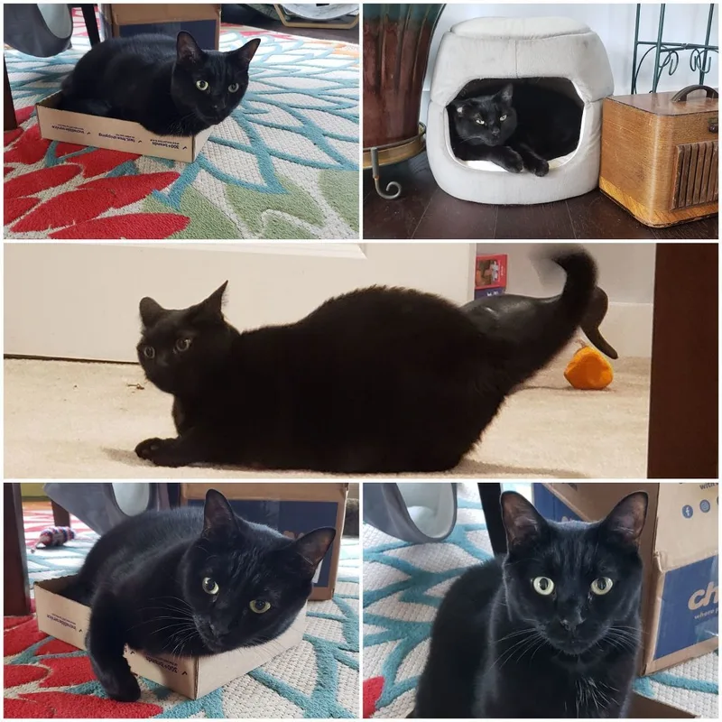 Jellybean And Toothless thumbnail 4