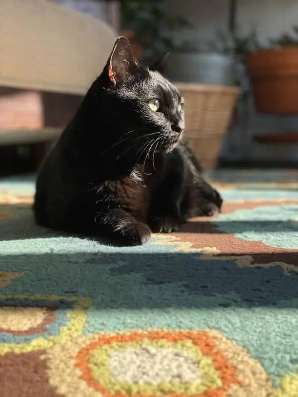 Jellybean And Toothless thumbnail 5