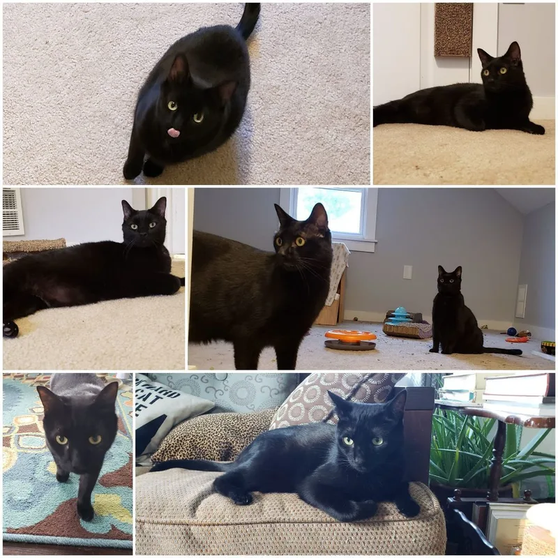 Jellybean And Toothless thumbnail 6