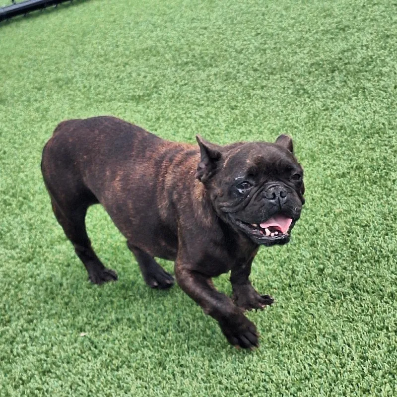 An adult small-sized female White / Cream French Bulldog dog named Baguette for adoption in LOXAHATCHEE, FL