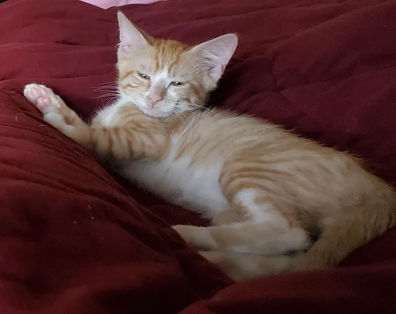 A baby medium-sized male Orange & White Domestic Short Hair cat named Nick for adoption in Denver, CO