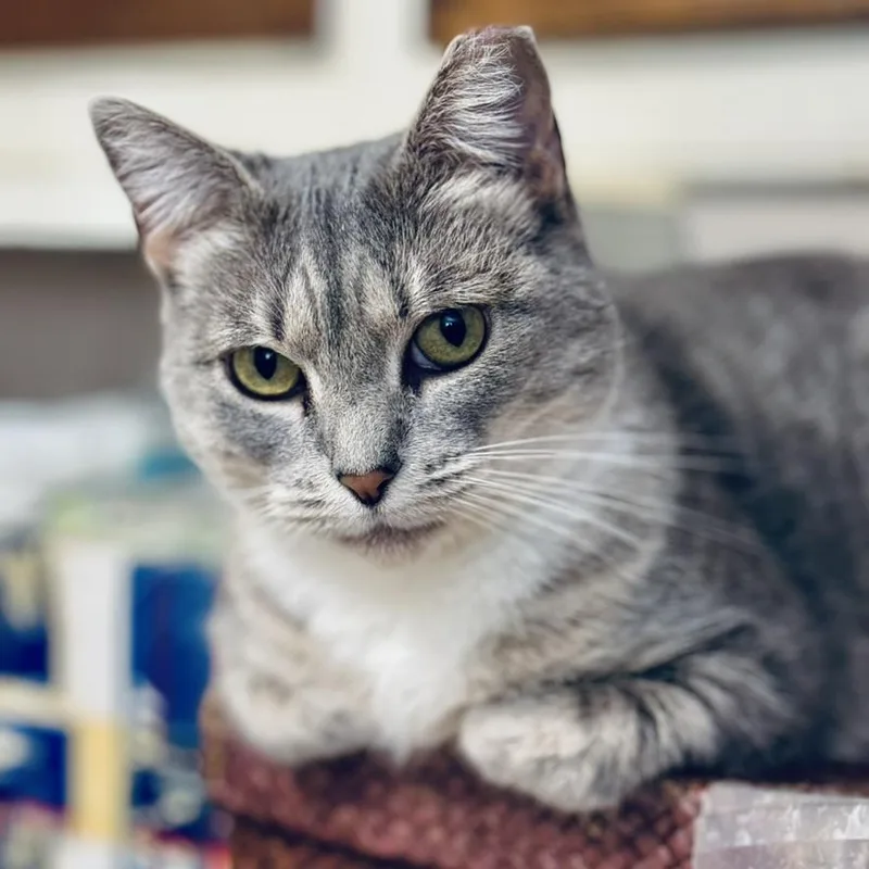 A young medium-sized female Tabby (Gray / Blue / Silver) Tabby cat named Sally for adoption in Benicia, CA