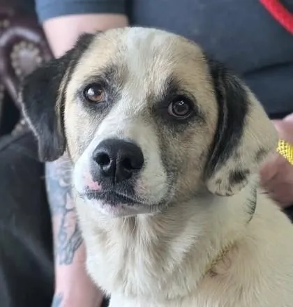 An adult large-sized female Border Collie dog named Juniper for adoption in La Harpe, KS