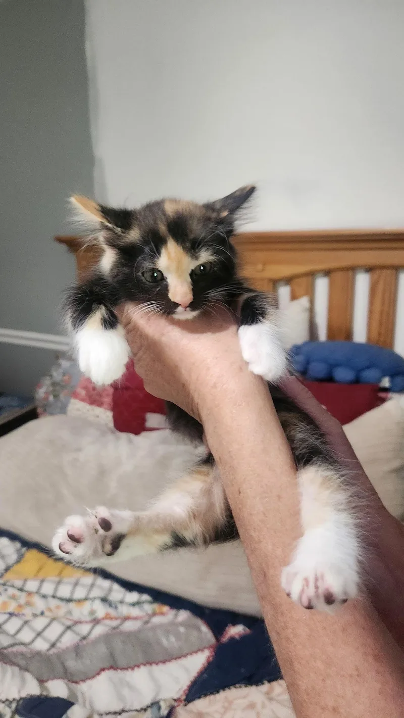 Lola thumbnail 2