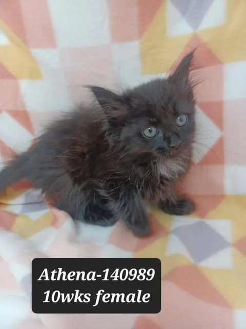 A baby medium-sized female Black & White / Tuxedo Domestic Medium Hair cat named Athena for adoption in New York, NY