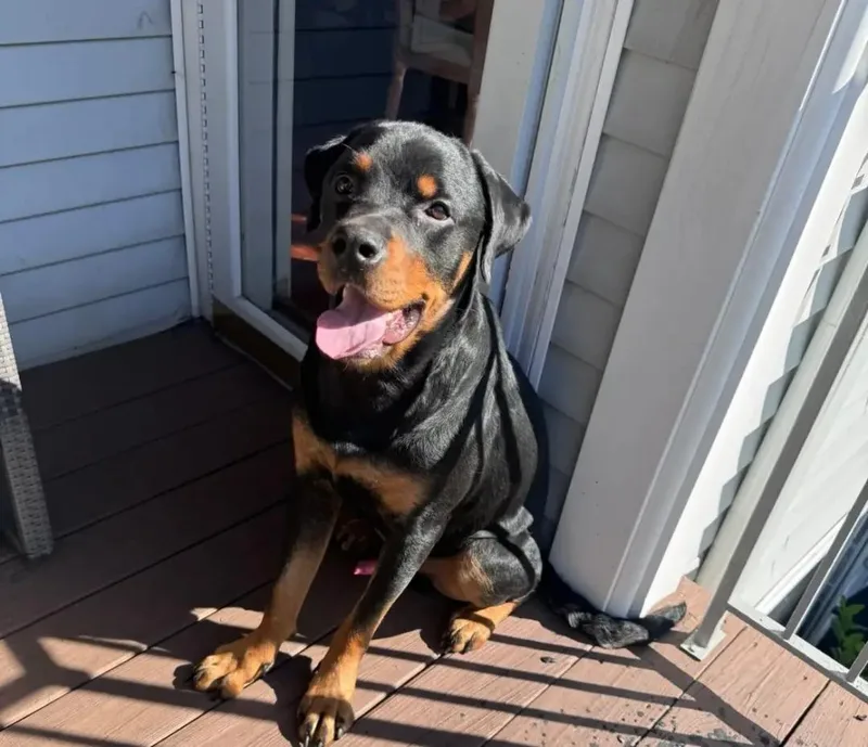 An adult large-sized male Rottweiler dog named Atlas for adoption in Polk, OH