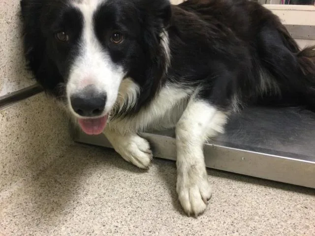 A young medium-sized male Border Collie dog named Captain Jack for adoption in Riverside, CA