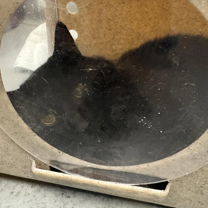 A young medium-sized female Domestic Short Hair cat named Working Cat Void for adoption in Tacoma, WA
