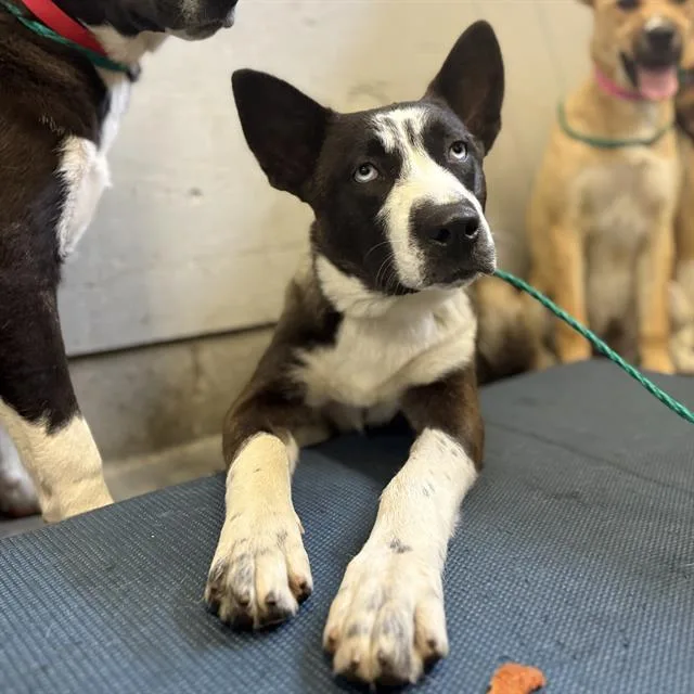 A young large-sized female Siberian Husky dog named Daria for adoption in Camarillo, CA