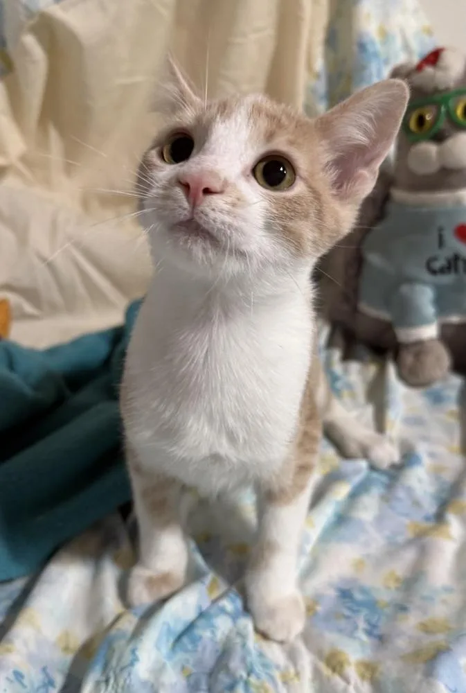 A baby small-sized male Orange & White Domestic Short Hair cat named Bolero for adoption in Jackson, GA