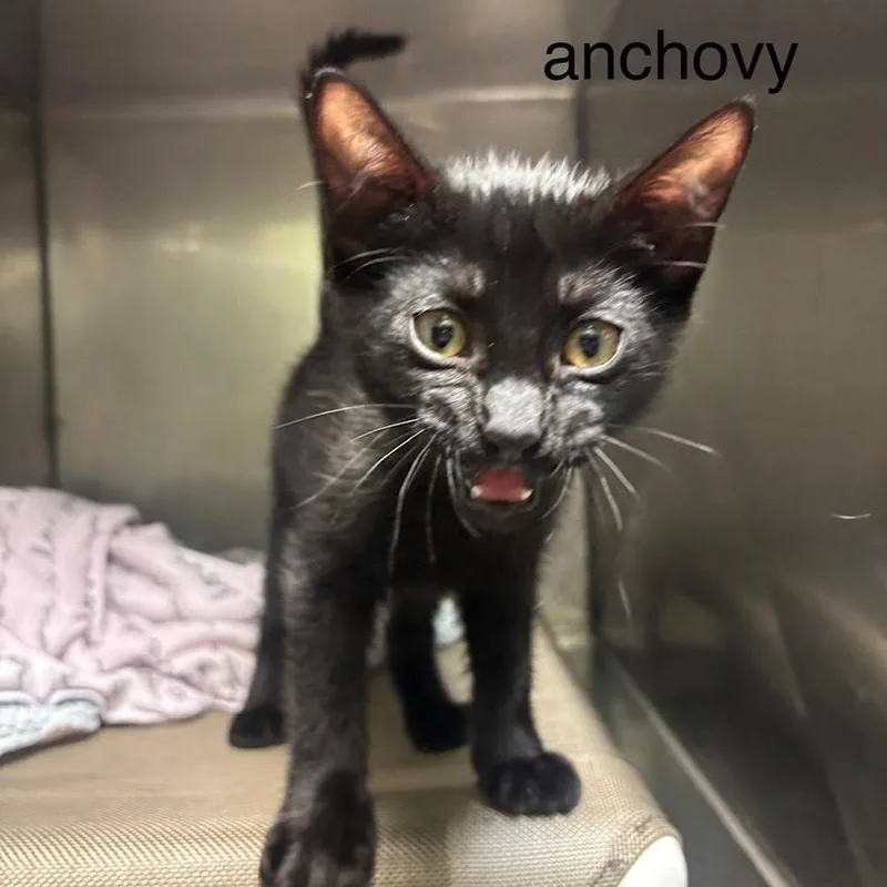 A baby small-sized male Black Domestic Medium Hair cat named Anchovy for adoption in League City, TX